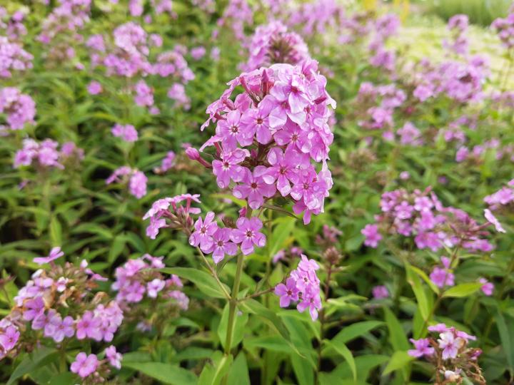 Phlox paniculata 'Hesperis'