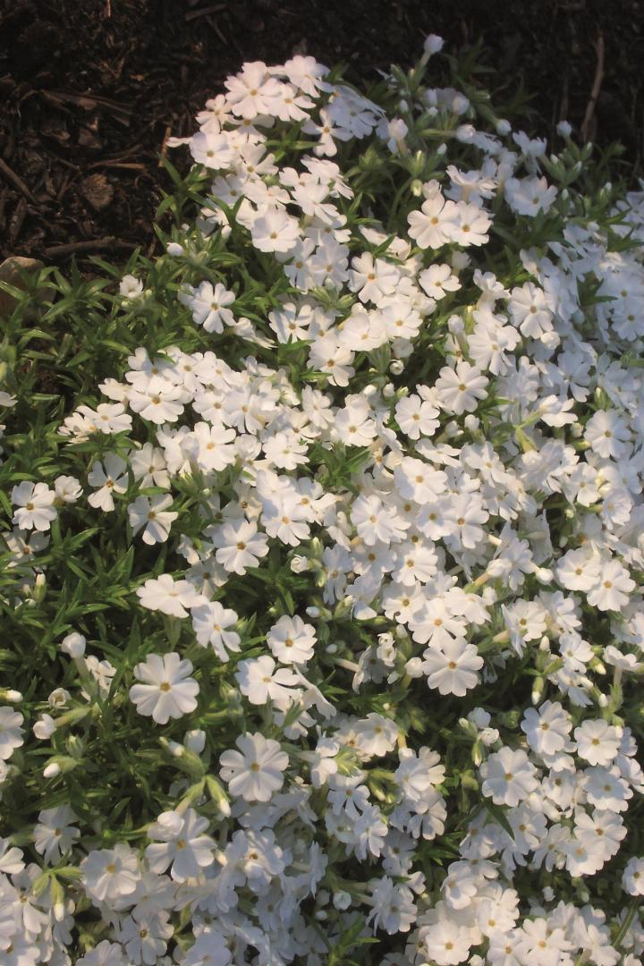 Phlox subulata 'Maischnee'