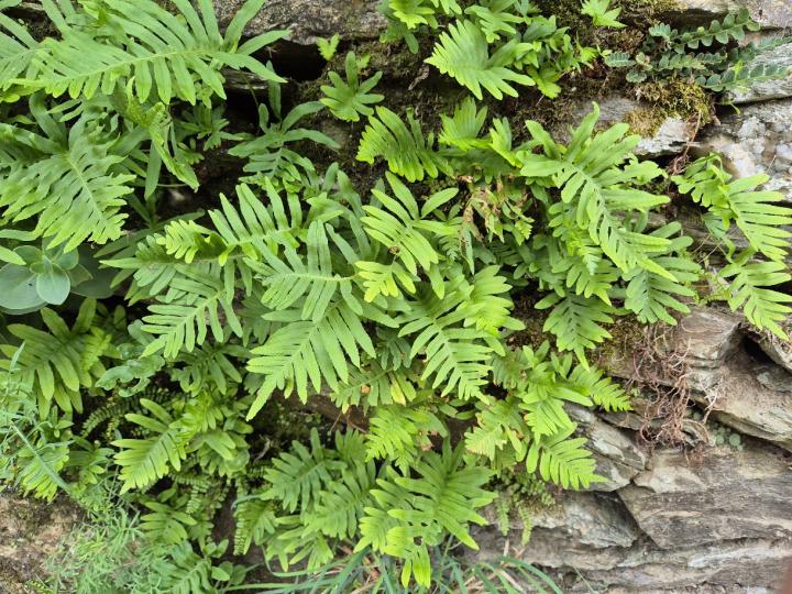 Polypodium vulgare