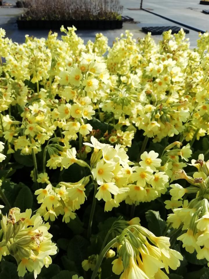 Primula elatior