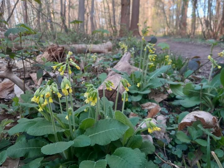 Primula elatior
