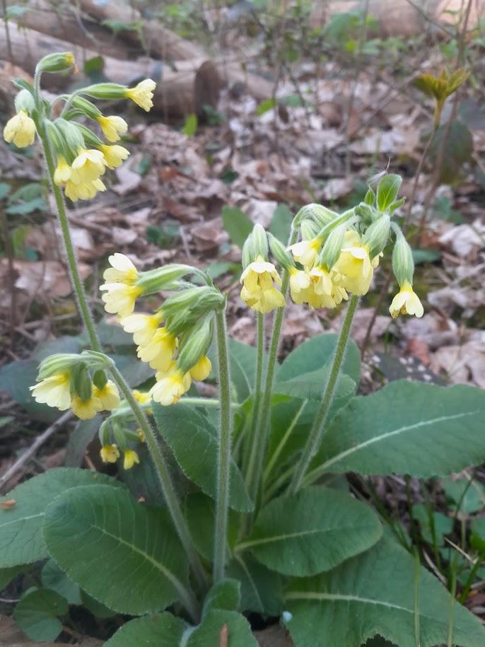 Primula elatior