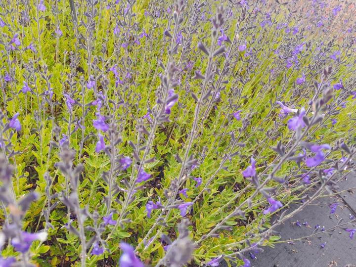Salvia lycioides