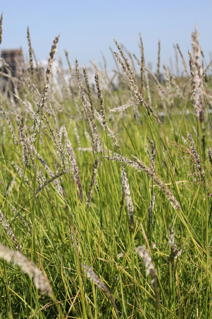 Sesleria autumnalis