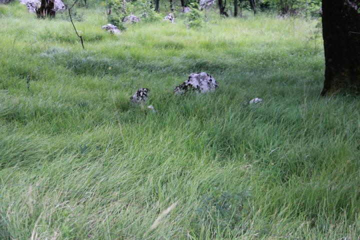 Sesleria autumnalis