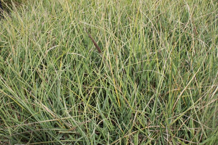 Sesleria nitida