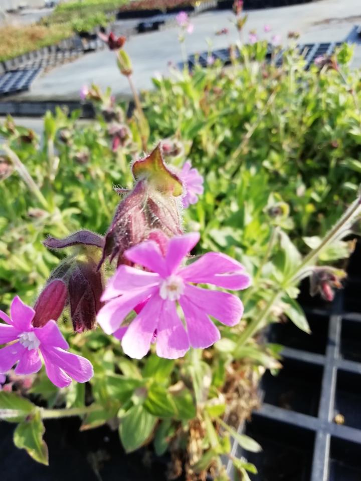 Silene dioica