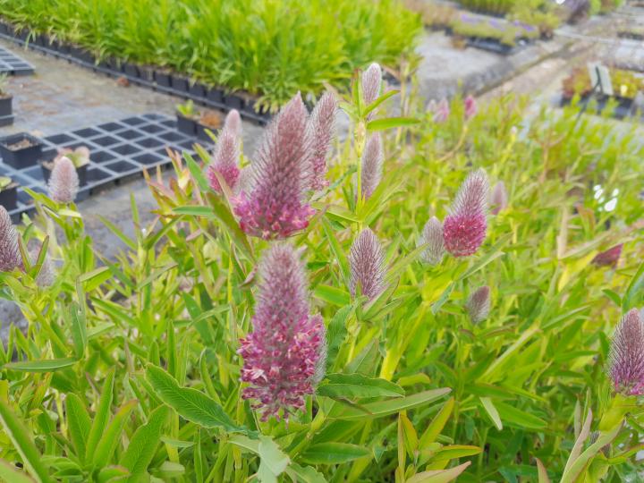 Trifolium rubens