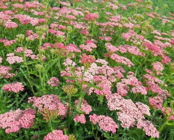 Achillea millefolium 'Apricot Delight'