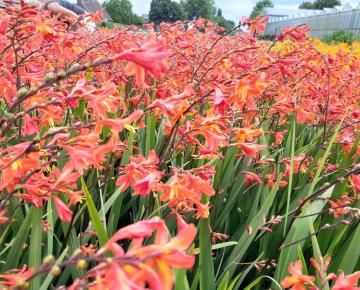 Crocosmia  'Carmine Brillant'