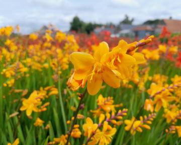Crocosmia 'Norwich Canary'