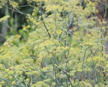 Foeniculum vulgare