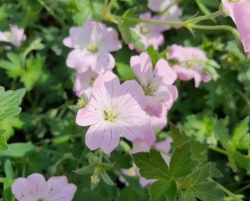 Geranium  'Dreamland' ('Bremdream') ®