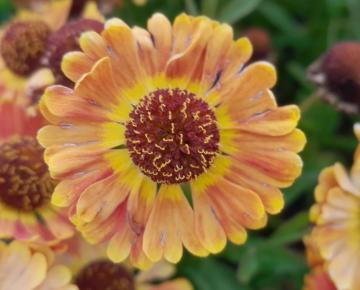 Helenium autumnale 'Fuego'