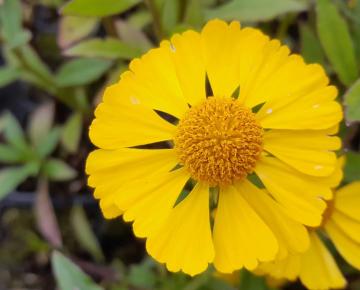 Helenium 'Ranchero'