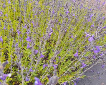 Salvia lycioides